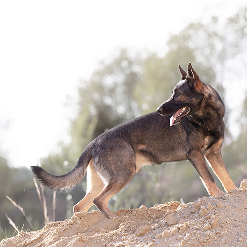 Foto von einem deutschen Schäferhund in der Sandgrube